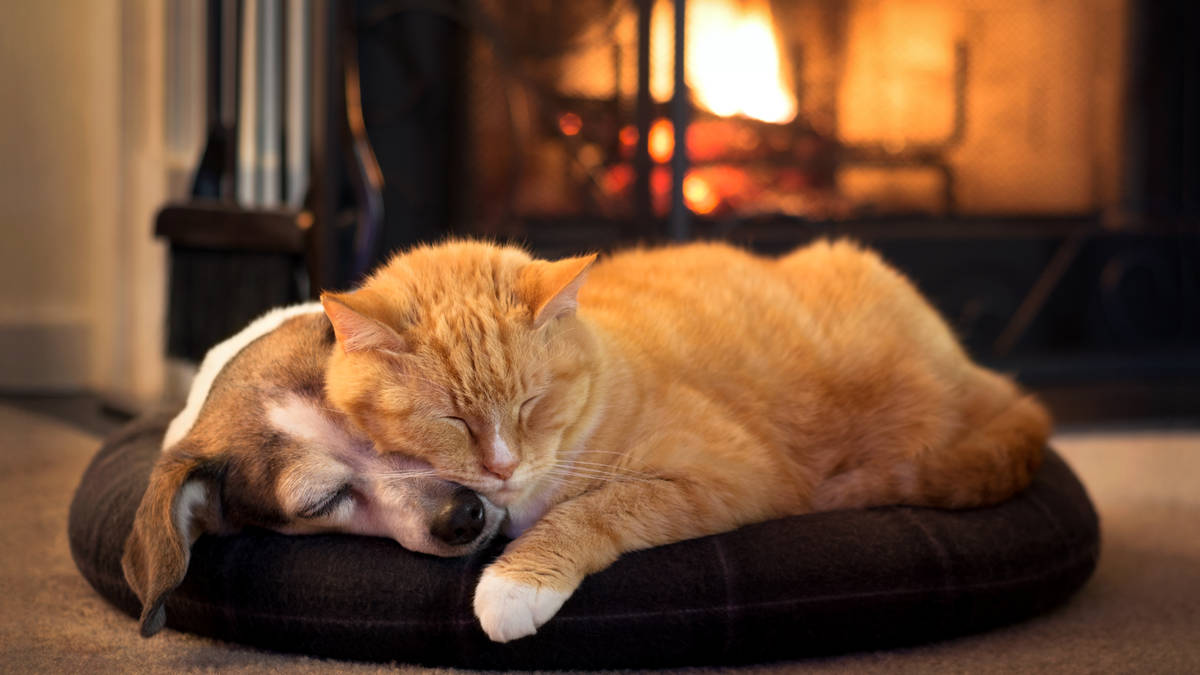 Does classical music actually help calm cats and dogs during fireworks?