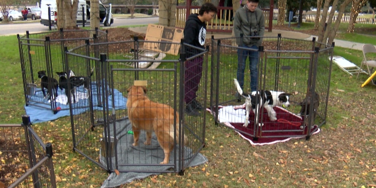 Inaugural ‘Lost Music Festival’ benefits animal shelter