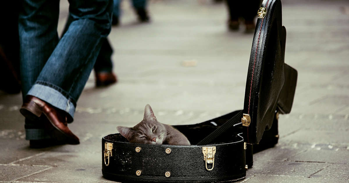 Cats need an awful lot of music