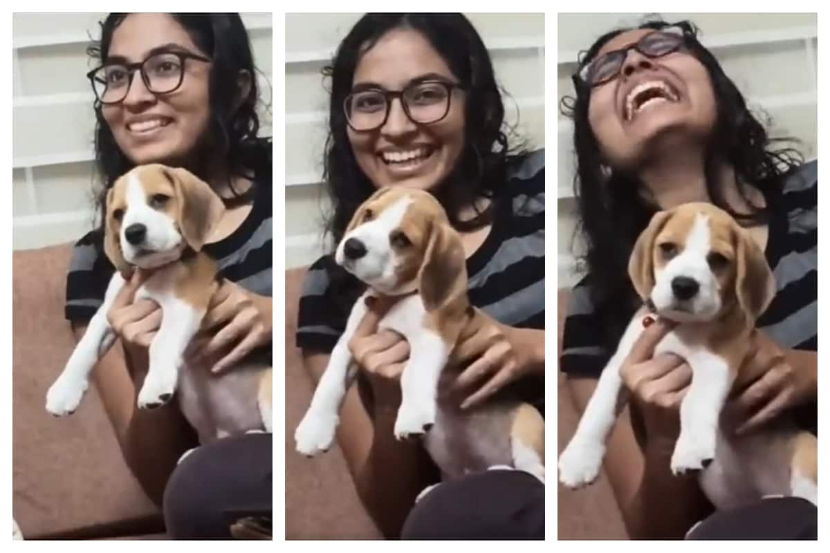 Viral Video Beagle Puppy Enjoying Classical Music Like A Pro Is Cuteness Overdose Watch